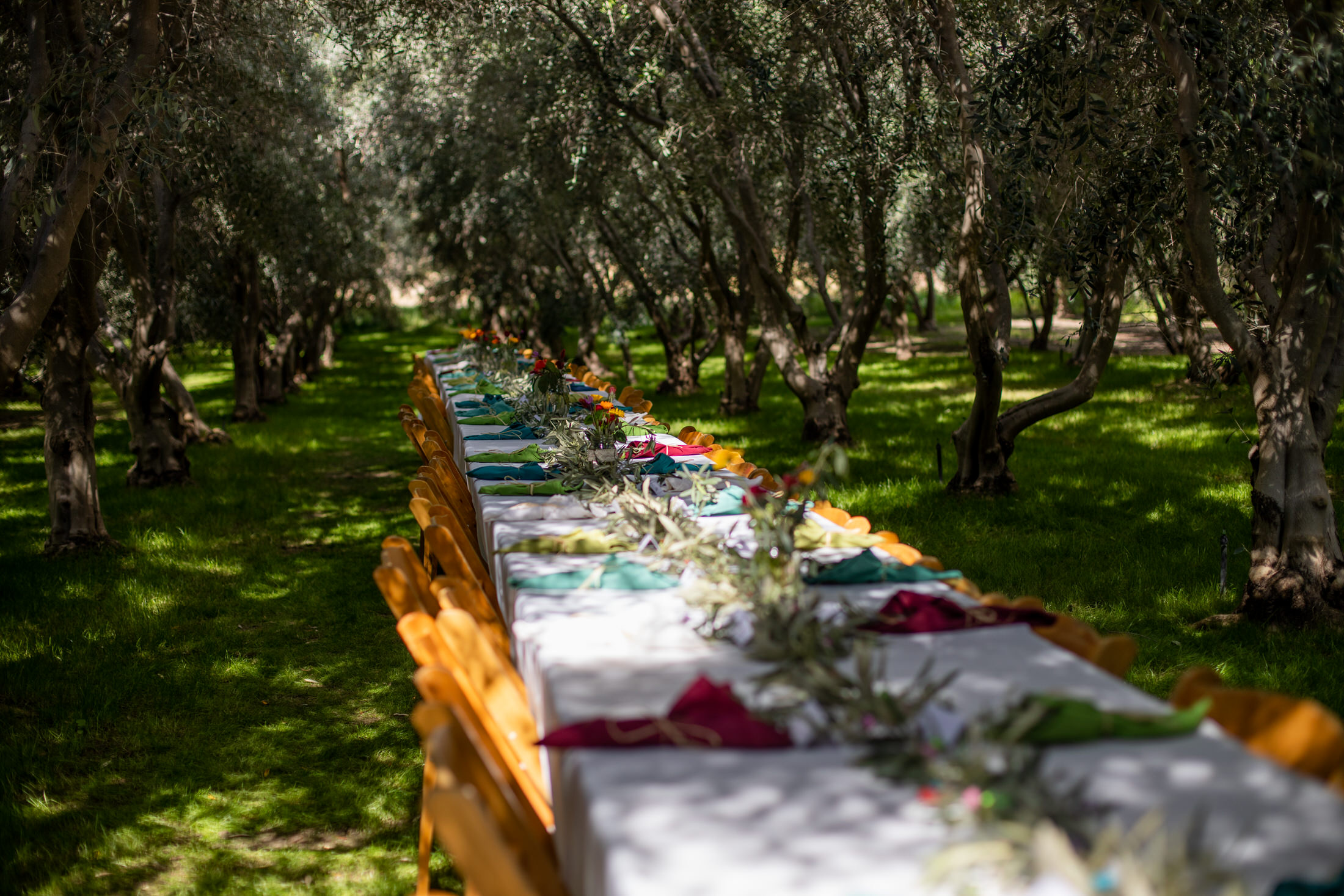 a long table covered in white table clothes and set with colorful napkins and olive tree branches in the middle of a olive orchard