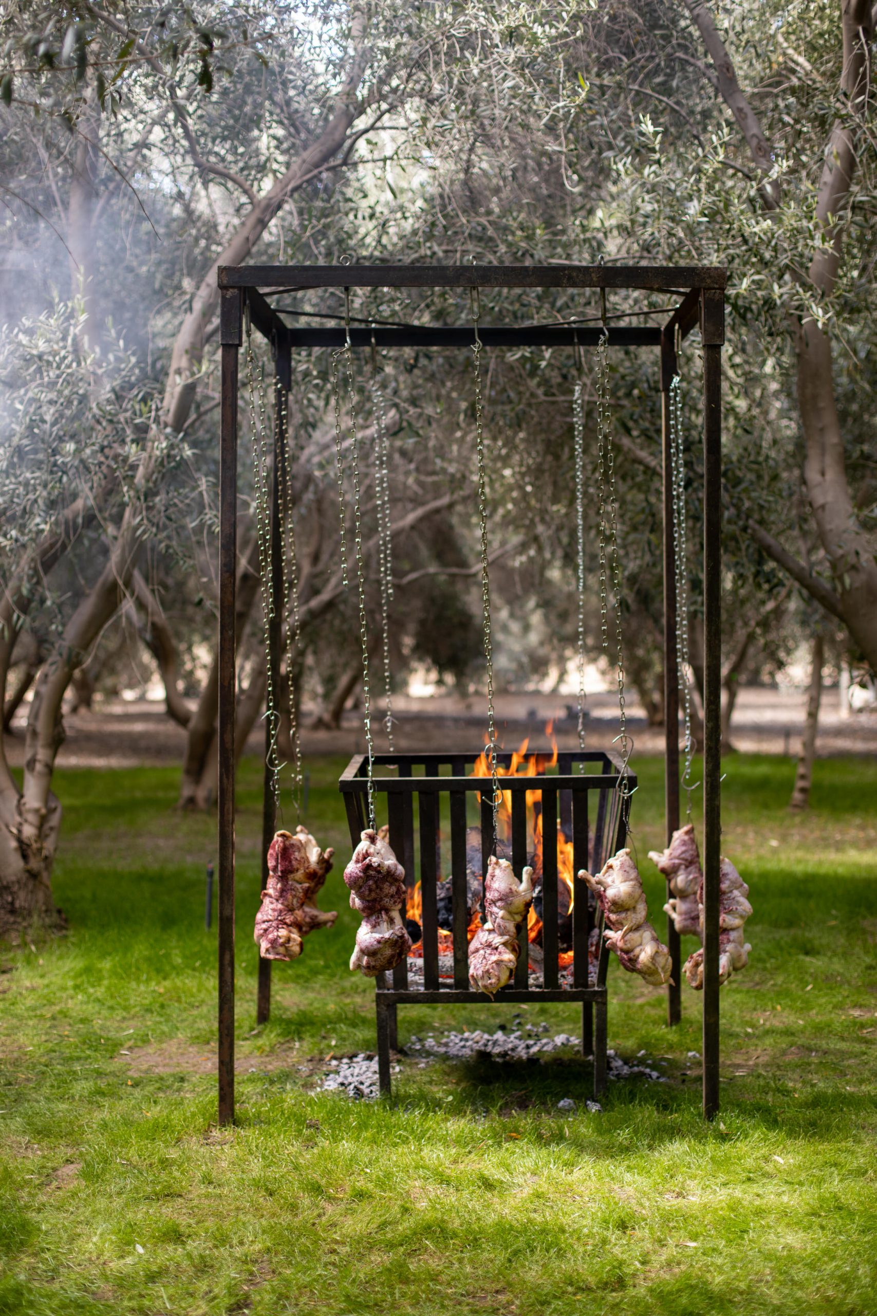 Several raw chickines hanging from string around an open fire in a olive orchard