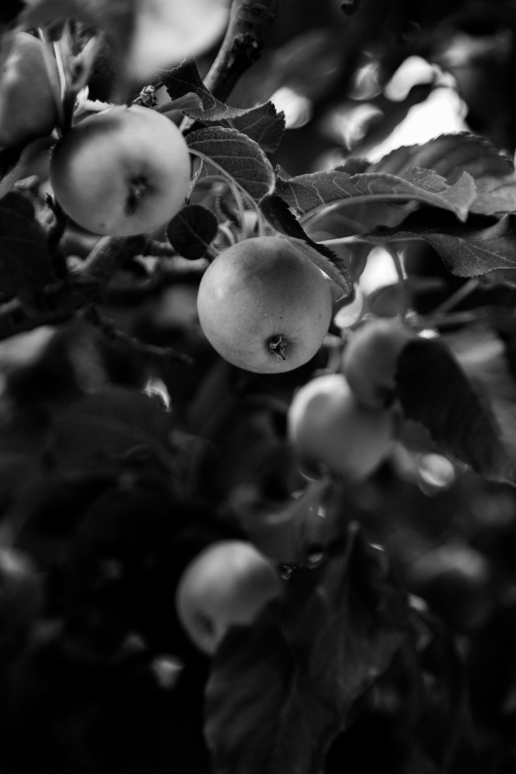Black and white image of a cluster of apples in a tree