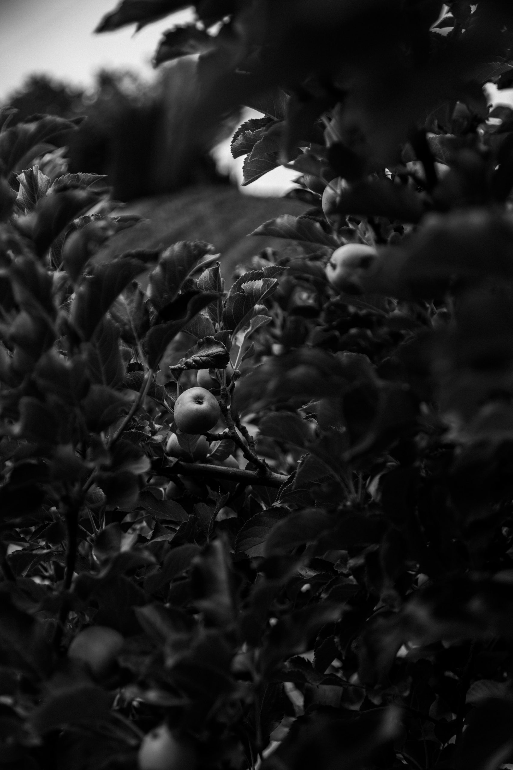 dark image of an apple hanging in a tree