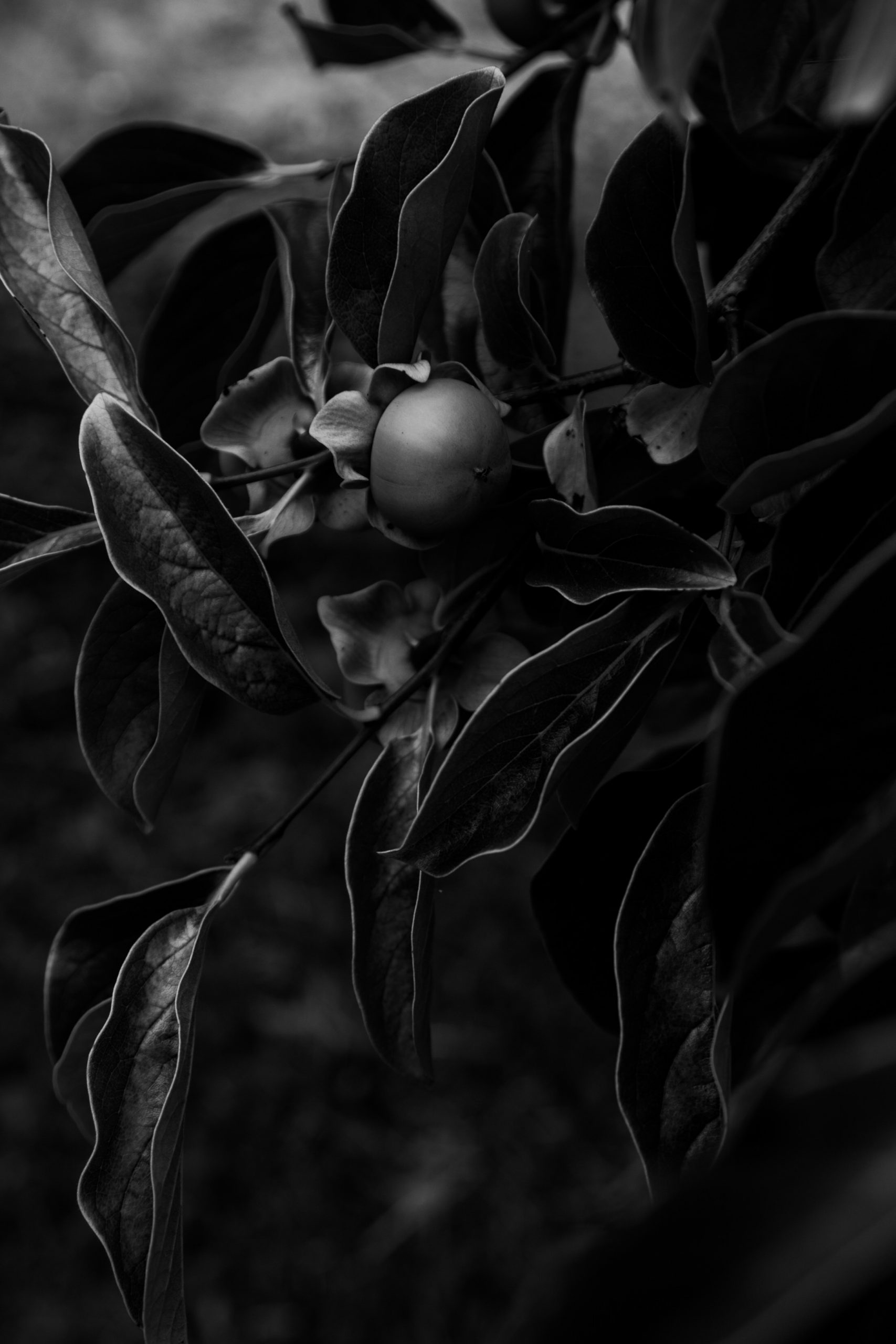 black and white image of a persimmon hanging in a tree surrounded by leaves