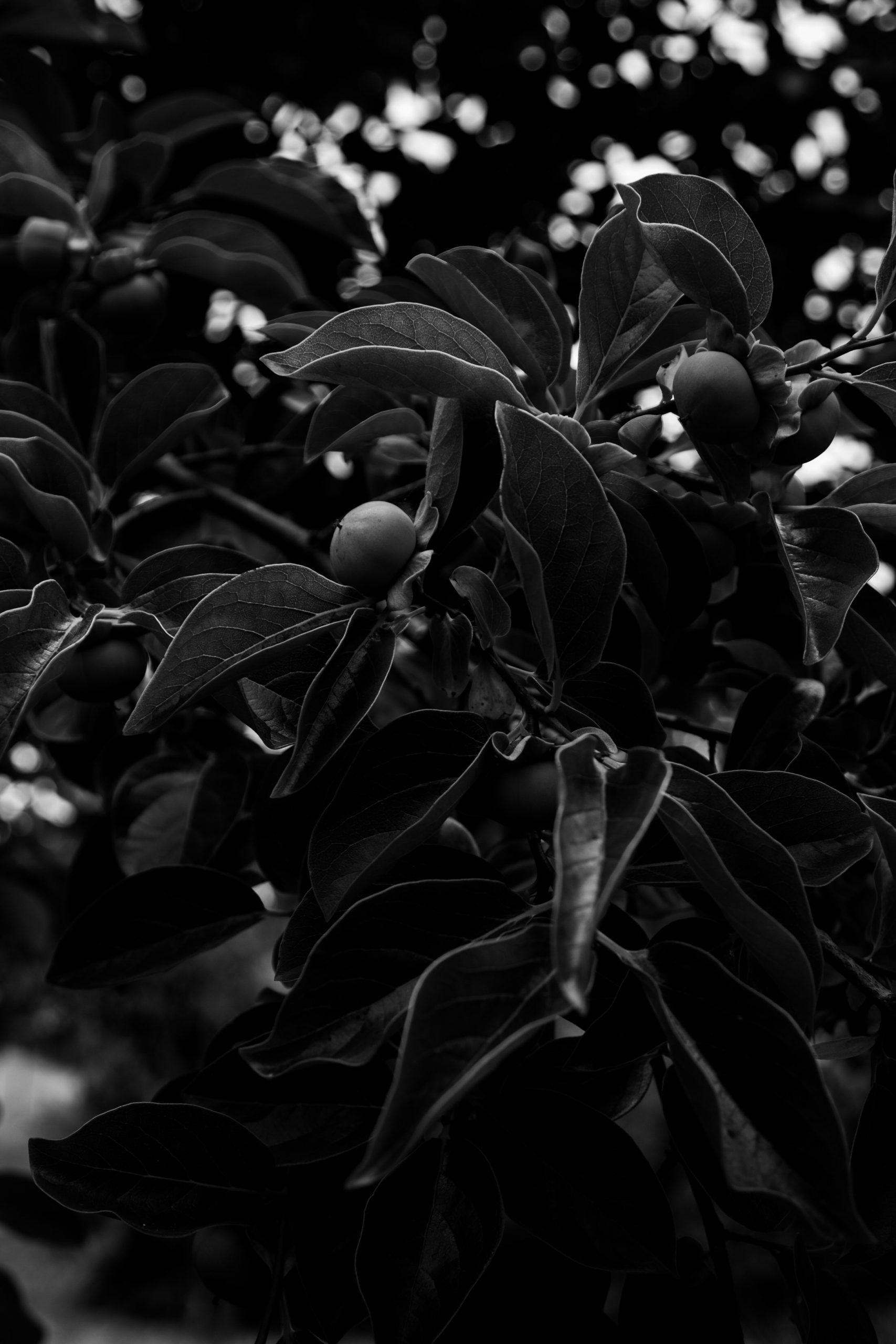 black and white image of two persimmons hanging in a tree