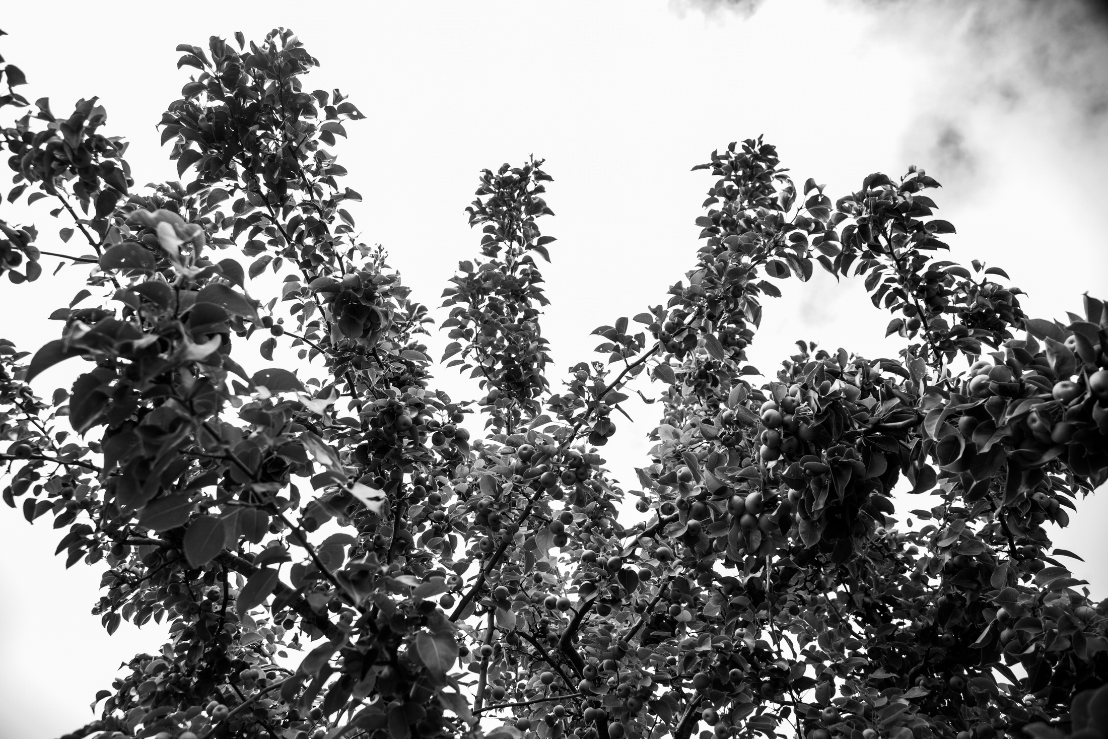 Full apple tree branches with clouds in the sky