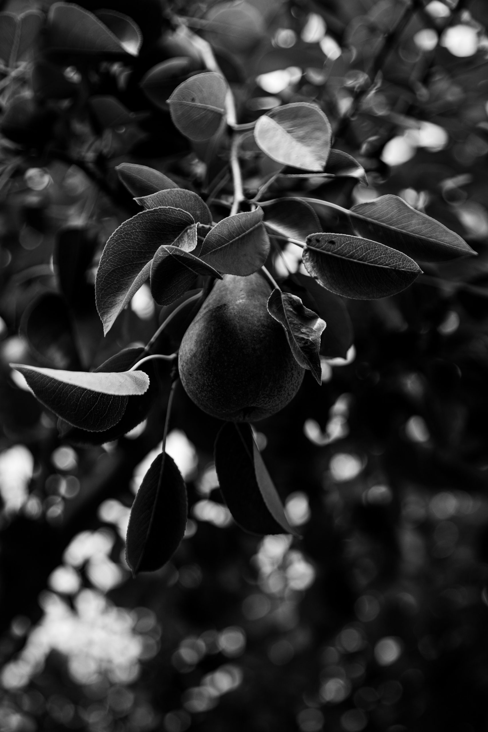 dark image of a pear hanging in a tree