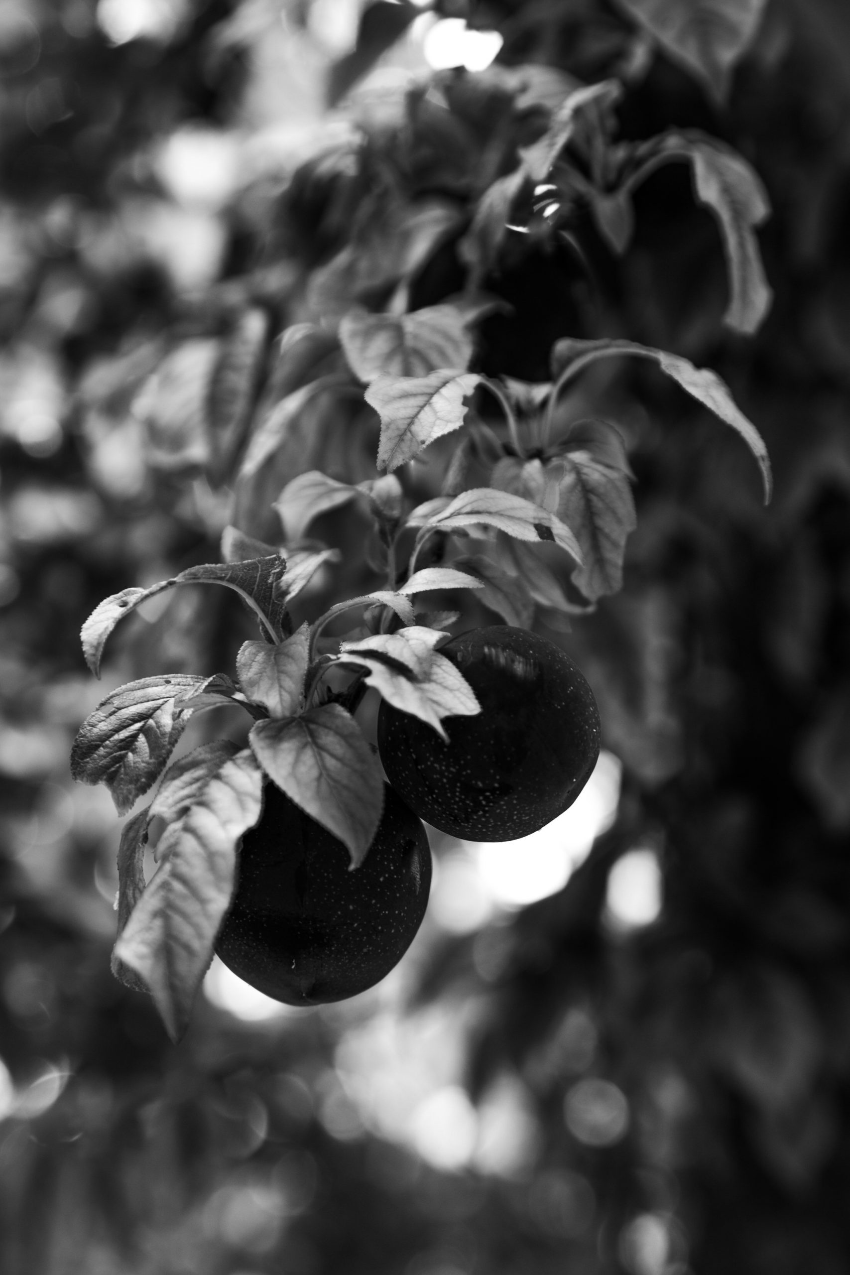 Black and white image of two purple plums hangin in a tree