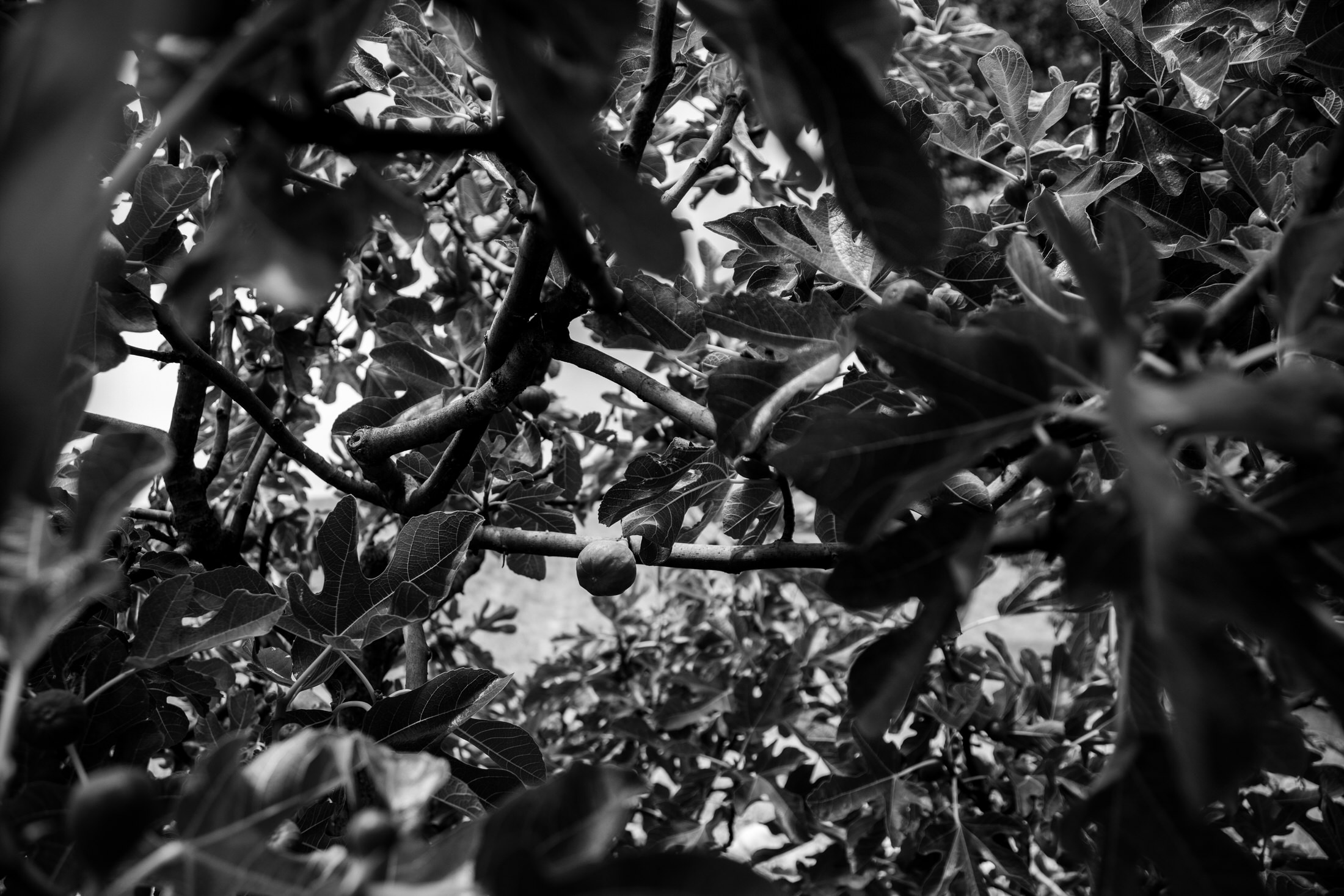 black and white image of one mission fig hanging in a tree