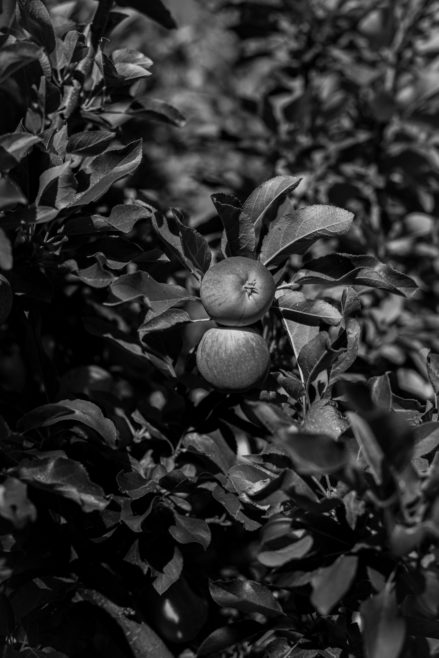 black and white images of two apples