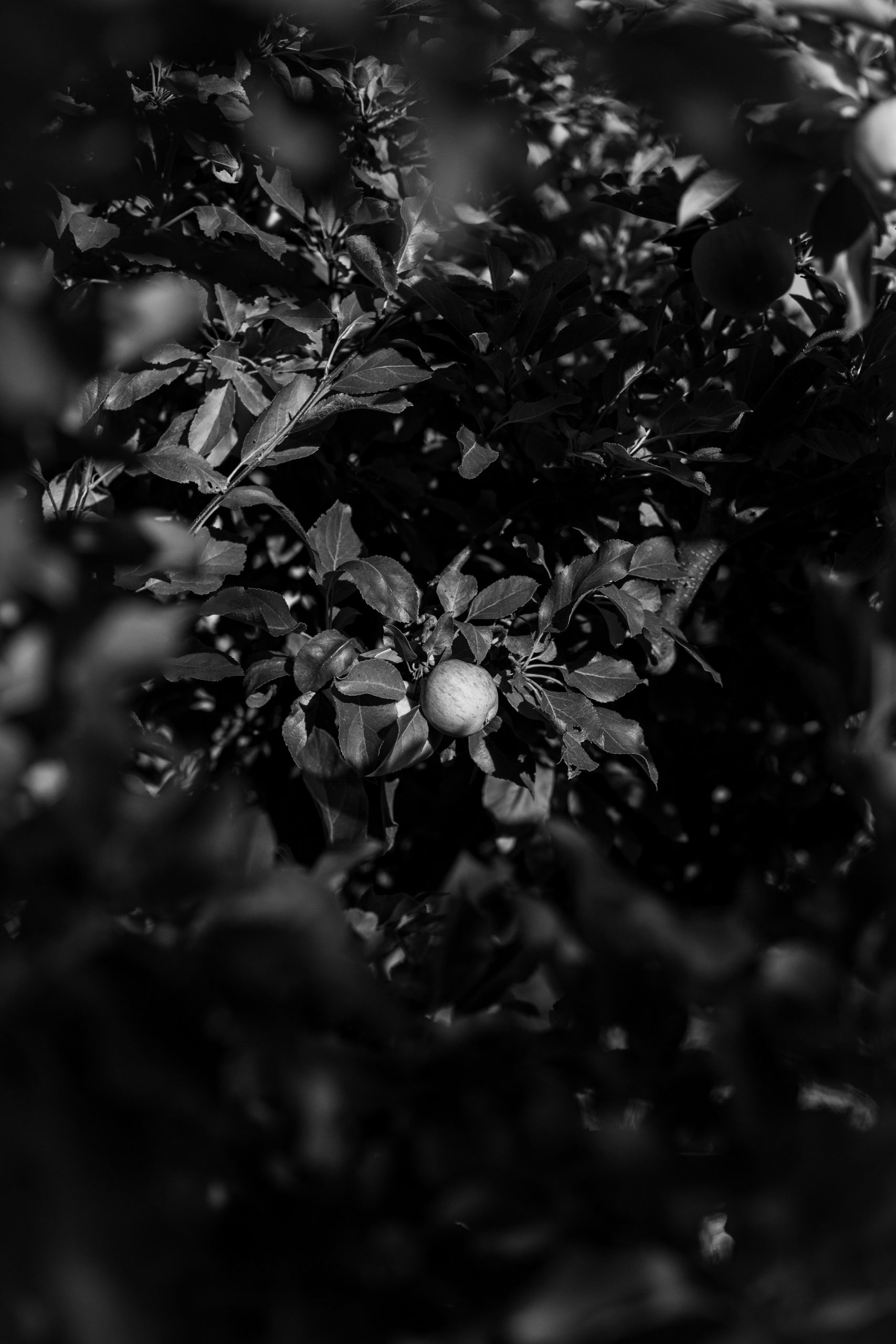 black and white image of an apple hidden high up in a tree