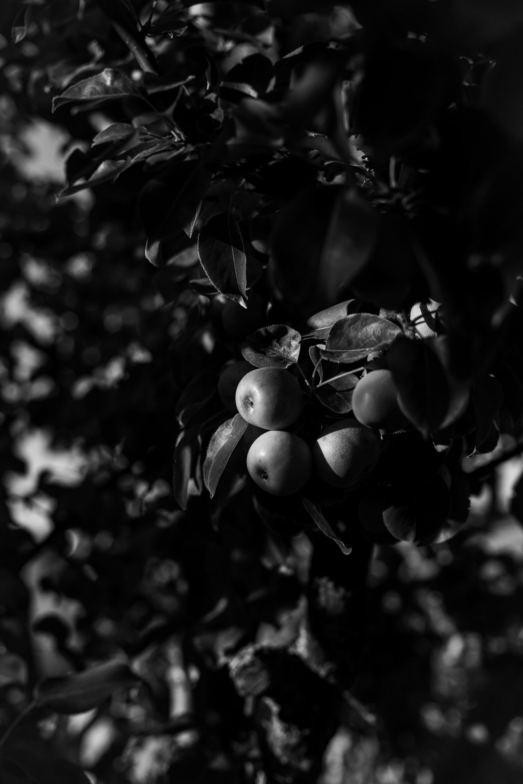 black and white image of three apples clustered together in a tree with the sun shinning on them