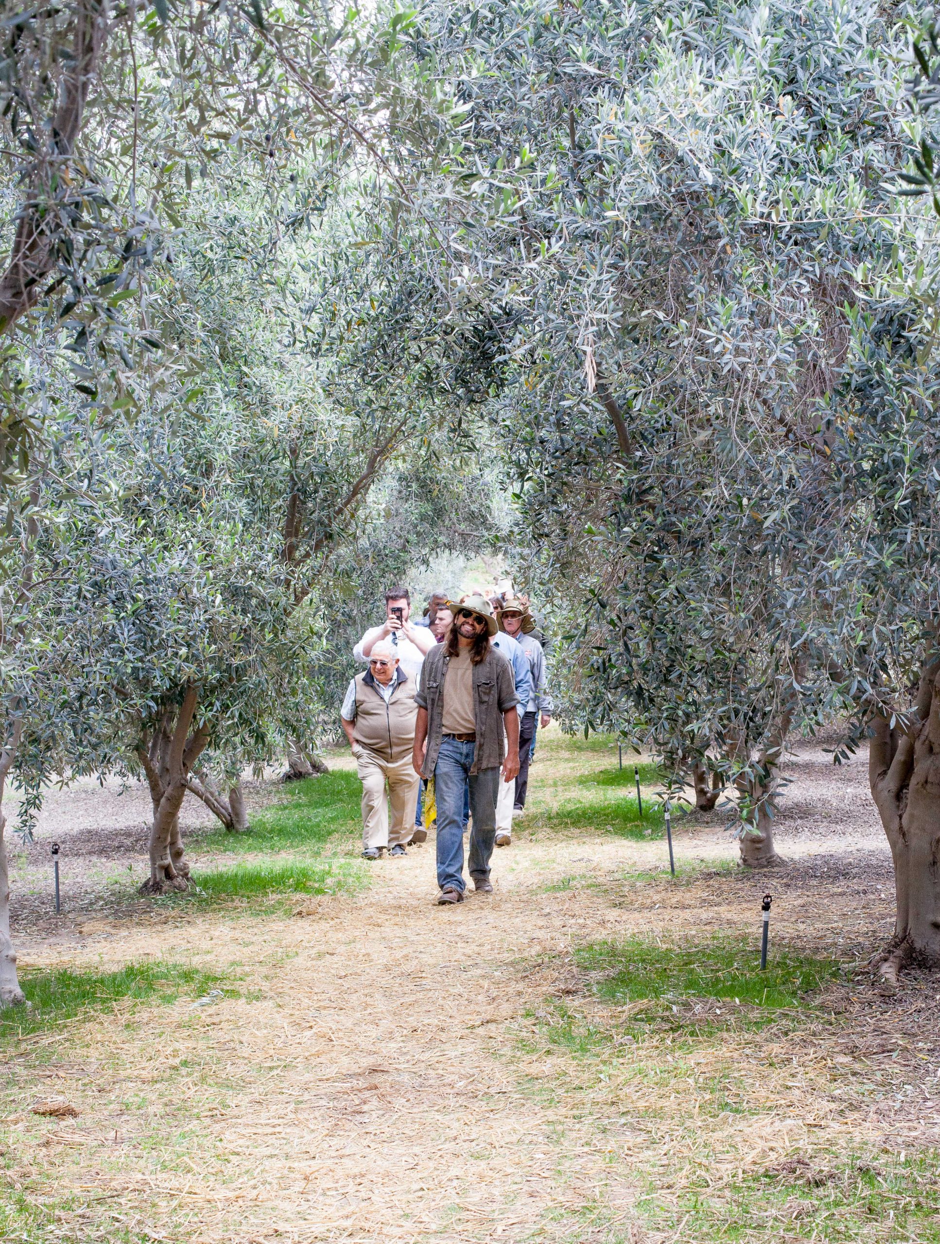 tom from Temecula Olive Oil Company walking through the olive orchard
