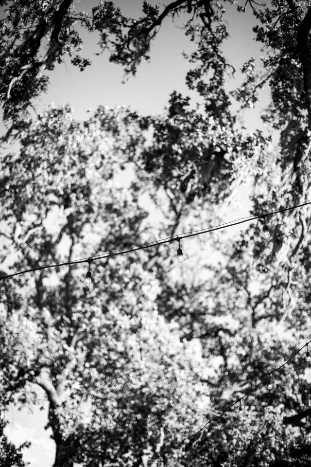 a black and white image of outdoor lights in a tree