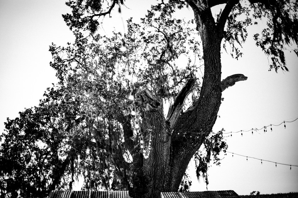 a black and white image of outdoor lights in a tree