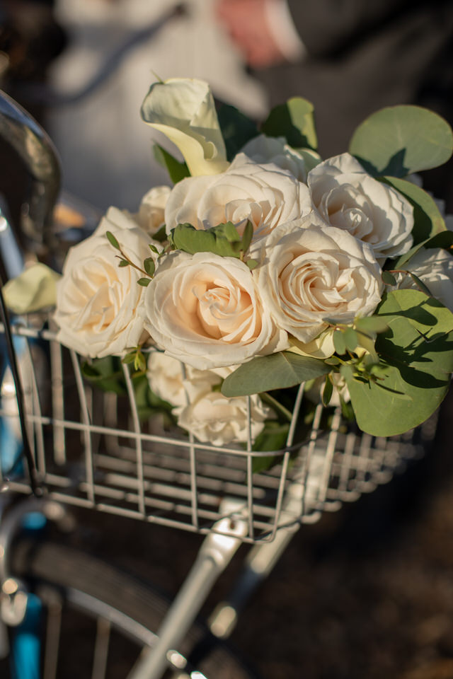 Cream roses in a bicycle basket