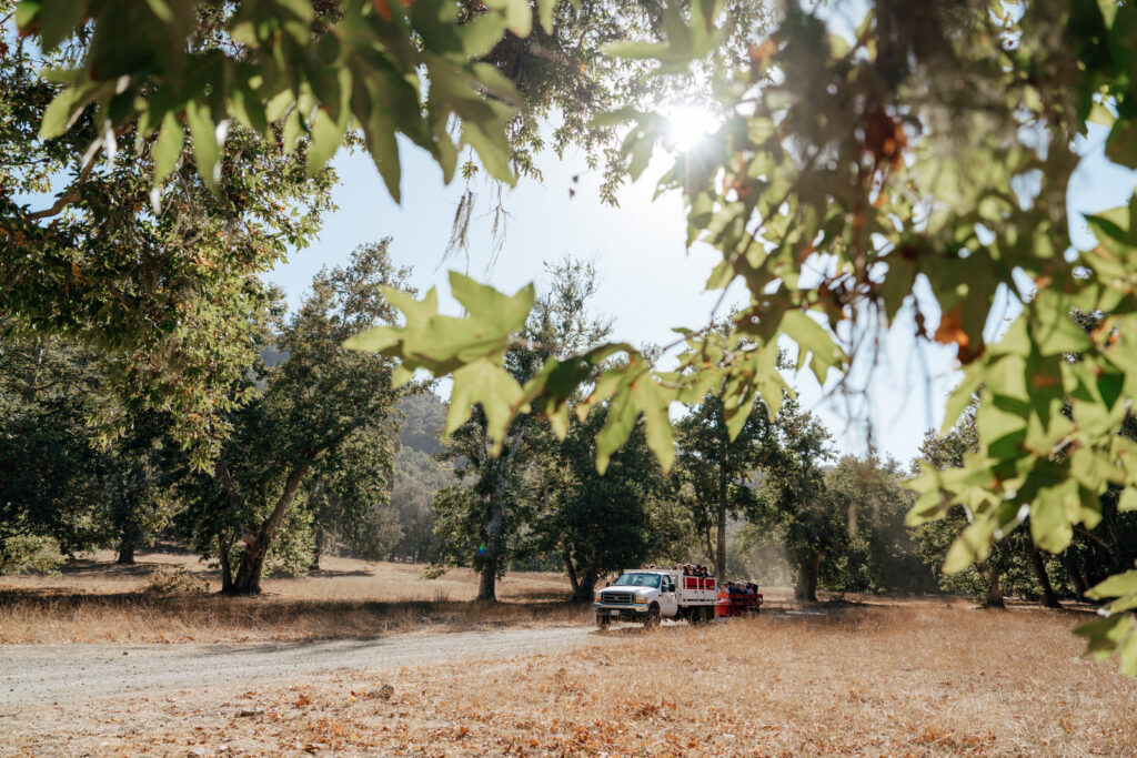 Sunlight breaking through the Sycamore grove along the dirt road to the ceremony site