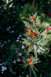Madonna Inn Wedding